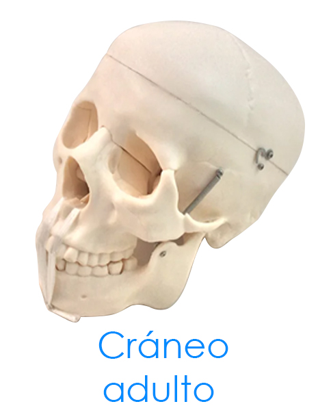 Cráneo adulto
