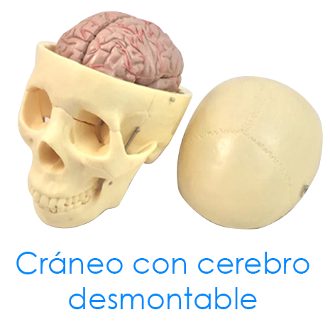 Cráneo con cerebro desmontable