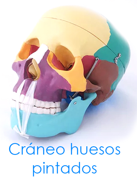 Cráneo huesos pintados