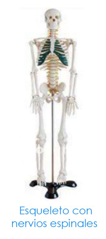 Esqueleto Con Nervios Espinales