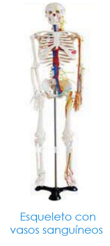 Esqueleto Con Vasos Sanguíneos