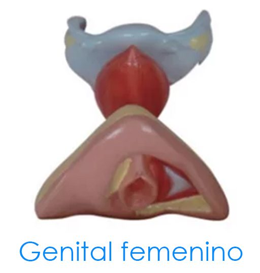 Genital femenino