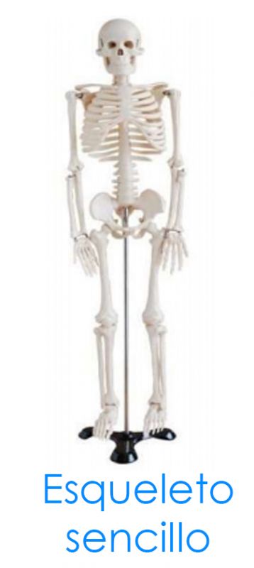 Esqueleto-sencillo